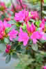 Azalea jap. Purpurtraum C2,5 25 30 