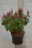 Pieris japonica Bonfire C 2 20-25 Schattenglöckchen 'Bonfire'