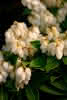 Pieris japonica Sarabande C 2 25-30 "Schattenglöckchen ""Sarabande"" "