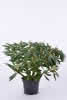 Rhododendron Roseum Elegans C 4 30-40 Rhododendron 'Roseum Elegans'