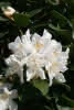 Rhododendron Cunninghams White C 4 30-40 Rhododendron 'Cunningham's White'