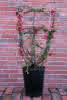 Chaenomeles in Sorten C 3 40-60 Japanische Zierquitte
