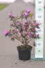 Rhododendron car PJMezitt C 4 30-40 Zwerg-Rhododendron 'PJMezitt'