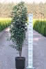 Amelanchier alnif. ObeliskC15XXL 100-125 Felsenbirne