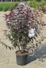 Prunus cistena C15XXL 80-100 Zwerg Blut-Pflaume