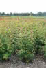 Acer ginnala C 15 XXL 125-150 Feuer-Ahorn