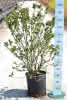 Aronia prunifolia Viking C15 XXL 100-125 Apfelbeere 'Viking'