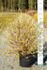Physocarpus op. Nugget C15 XXL 100-125 Blasenspiere