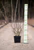 Amelanchier lamarckii C15XXL 100-125 Felsenbirne