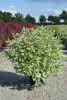 Cornus alba Ivory Halo C 15 XXL 100-125 Hartriegel 'Ivory Halo'