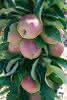 Säulenapfel Green Lane C 10 - 