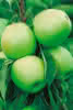 Säulenapfel Moonlight C 10 - 