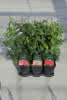 Beetrosen in Sorten A C 3 