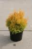 Thuja occidentalis Rheingold C 1,5 20-25 Lebensbaum