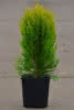 Thuja orientalis Aurea Nana C 1,5 20-30 Gelber Zwerg-Lebensbaum
