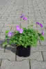 Geranium Rozanne C1,5 