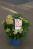 Hydr. Endless Summer Bloom Star pinkrosa 