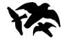 Greifvogelsilhouette 3er Set Classic 