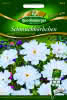 Cosmos double Click Snow Puff 