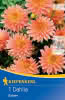KK Zwerg-Dahlie Extase 1St KK-Fbzw-PG 3