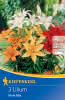 KK Topf-Lilie Pixie Mix 3St KK-Fbzw-PG 5