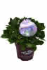 Hydrangea macr. L.A. Dreamin C5 