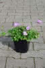 Geranium Azure Rush C1,5 Storchenschnabel