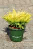 Juniperus hor. Limeglow D 2,5 20-25 