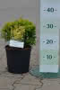 Ilex crenata Golden Gem C 3 Kugel 20-25 Gelber Berg-Ilex