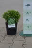Ilex crenata Glorie Gem C 3 Kugel 20-25 Bergilex, niedrig