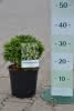 Ilex crenata Convexa C 3 Kugel 20-25 Japanische Stechpalme