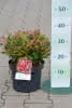Leucothoe axillaris Red Lips C 5 30-40 