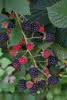 Rubus fruticosus in Sorten C 2 