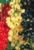 Ribes rubrum und nigrum in Sorten C 2 Johannisbeere