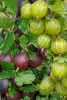 Ribes uva-crispa in Sorten C 2 Stachelbeere