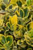 Euonymus japonica in Sorten P 10,5 10-15 Spindelbaum