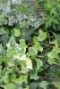 Hedera in Sorten P 10,5 - Efeu