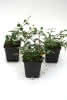 Cotoneaster da. radicans P 10,5 15-20 Teppichzwergmispel