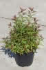 Spiraea japonica Shirobana C2,8 Sommerspiere