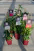 Exklusiv-Rosen i.S. C5,5weinrot 4-stäbig Exklusive Rosen