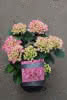 Hydrangea macr. Schlossgarten Kol. C6,5 Gartenhortensie