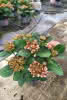 Hydrangea macr. Rendez-Vous C5 Bauernhortensie