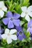 Vinca i. S. P 10,5 Immergrün