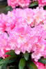 Rhododendron yak. in Sorten C4,5 Rhododendron