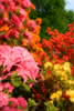 Azalea knap hill in Sorten C 6 Schmuck-Azalee