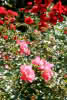 Edelrosen in Sorten C 3,5 Rosen