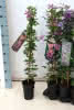 Clematis i.S. C2 *rund* 60 100 