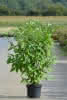 Cornus stolonifera Flaviramea C4,5 Hartriegel