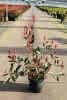 Prima Photinia fraseri Pink Marble C6 Glanzmispel