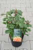Beetrosen in Sorten C 3,5 Rosen